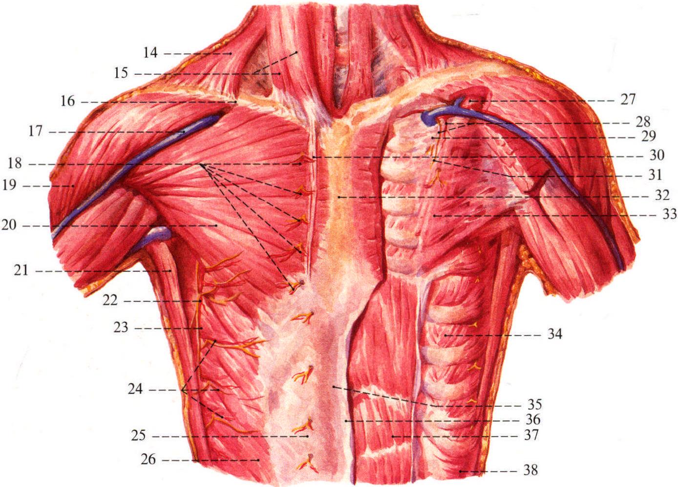 64.乳腺的淋巴；65.胸前壁